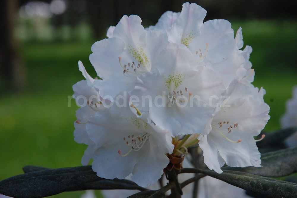 Rododendron Schlaraffia