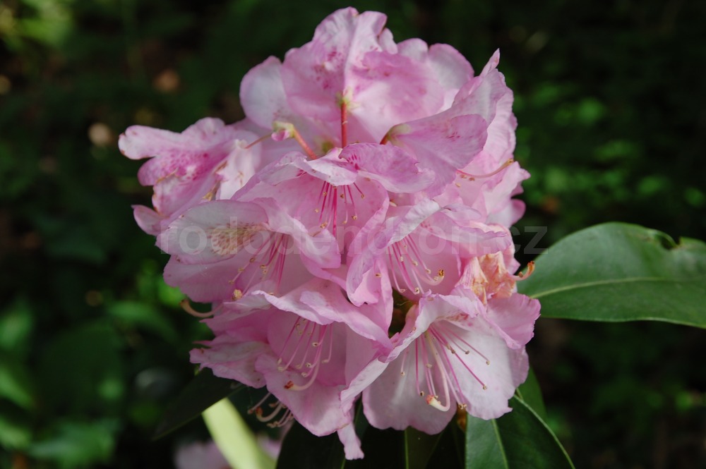 Rododendron H. Halven