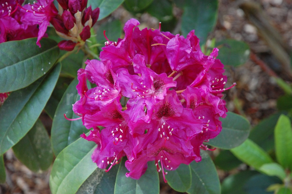 Rododendron Olin O Dobbs
