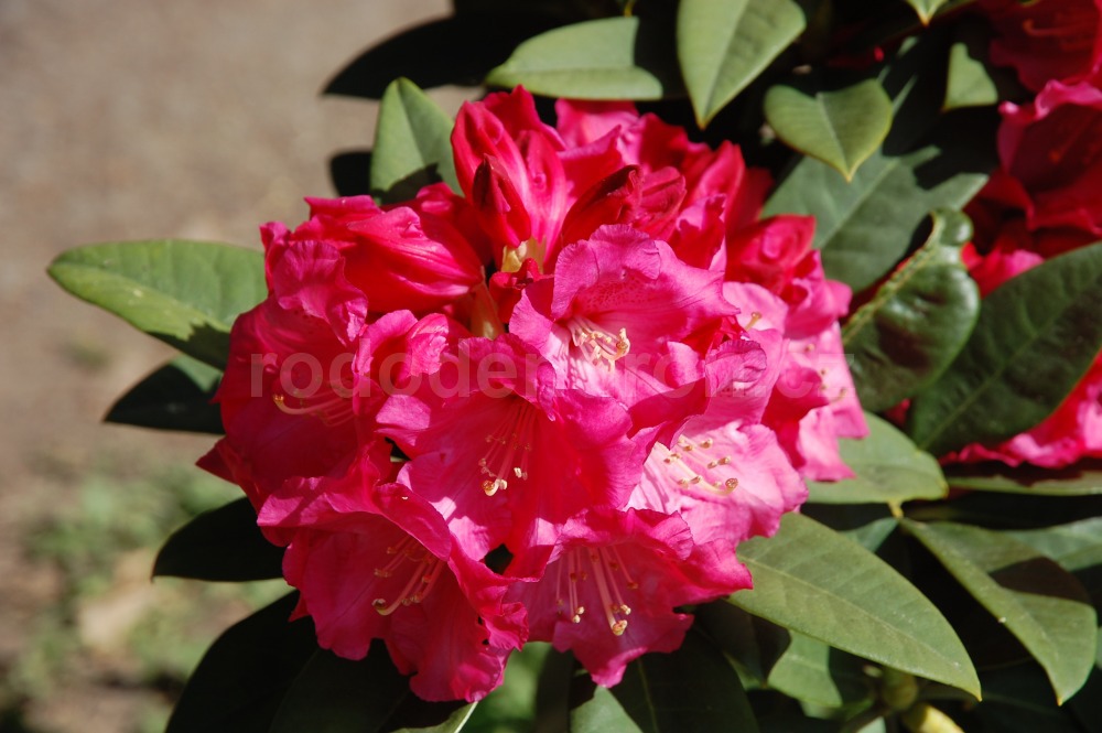 Rododendron Rosarka