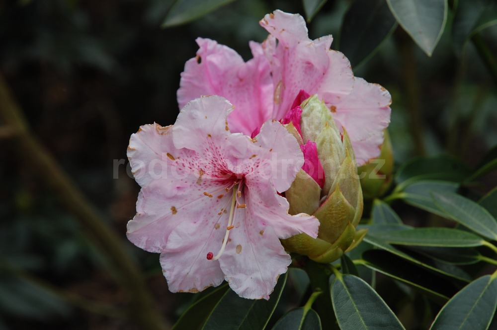Rododendron Spatlesee