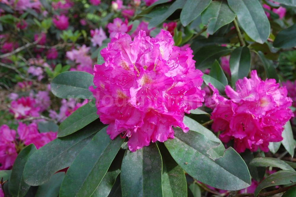 Rododendron Charles Sargent