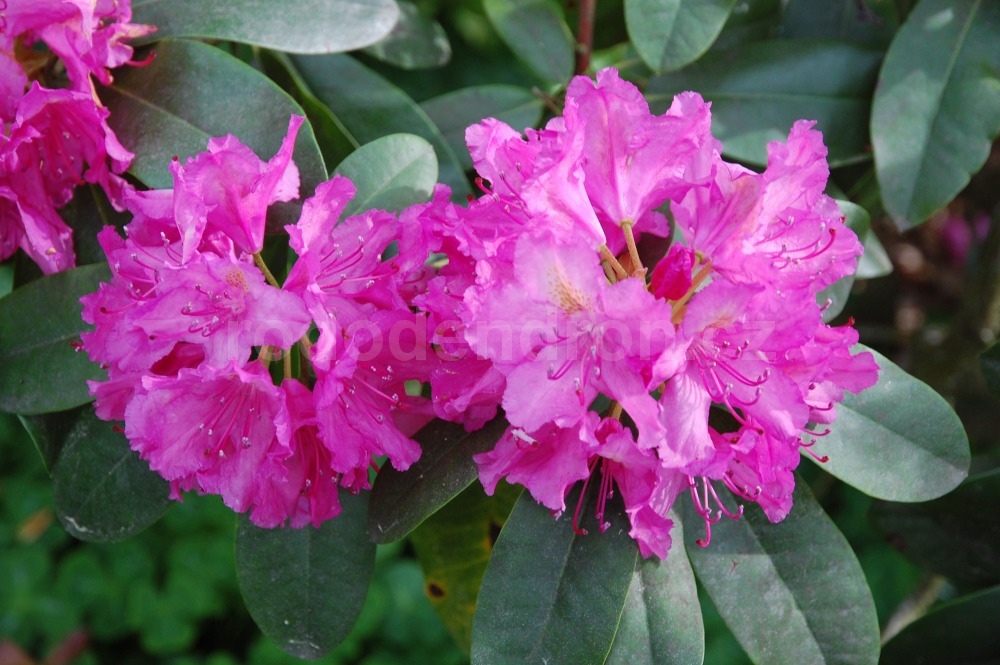 Rododendron Charles Sargent