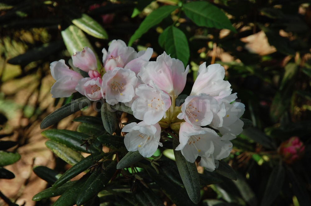 Rododendron Edelweiss