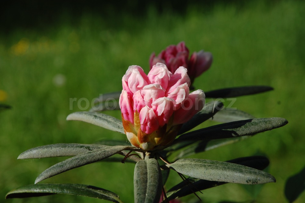 Rododendron Edelweiss