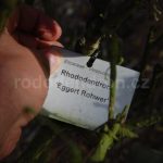 Rododendron Eggert Rohwer