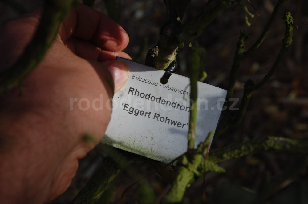 Rododendron Eggert Rohwer
