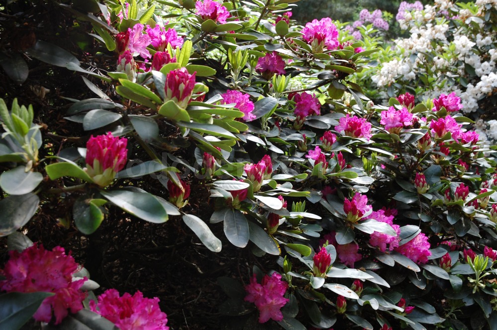 Rododendron Eichte