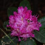 Rododendron Eichte