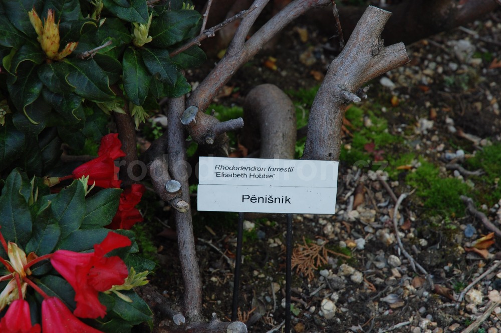 Rododendron Elisabeth Hobbie