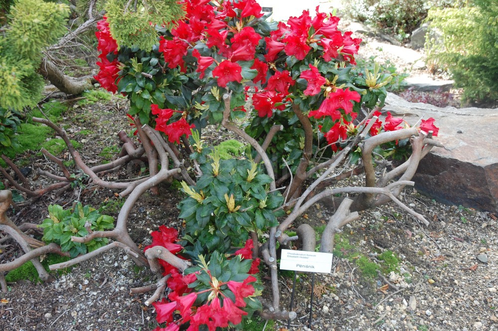 Rododendron Elisabeth Hobbie