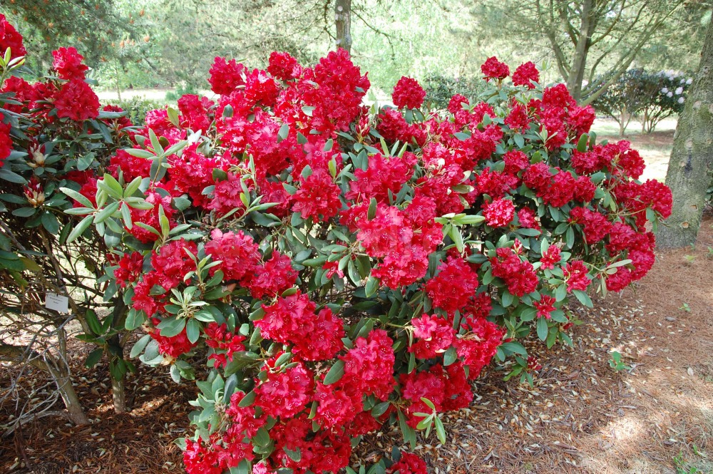 Rododendron Erato