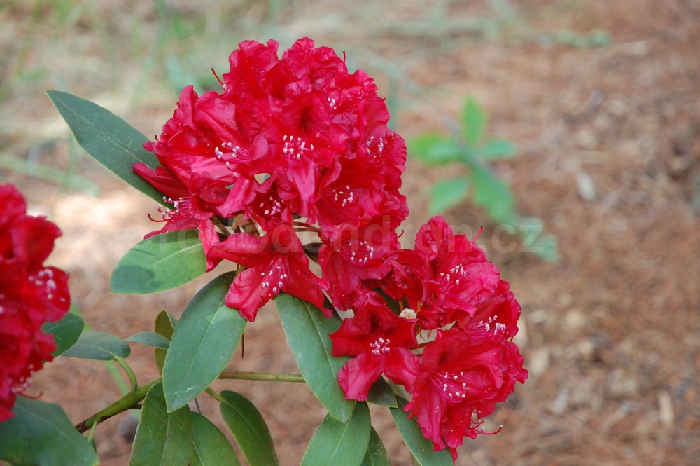 Rododendron Erato