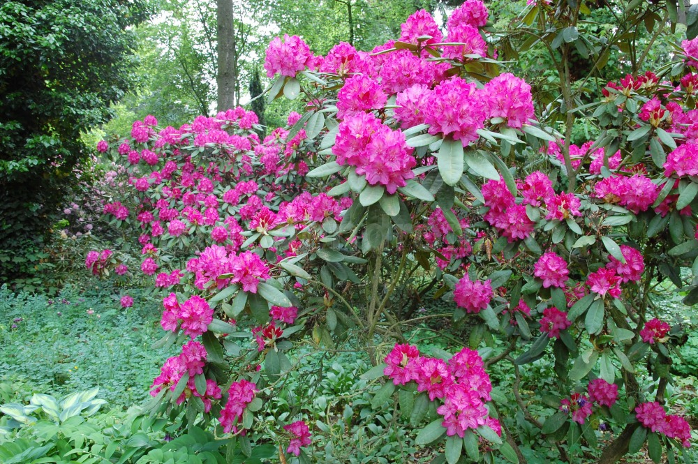Rododendron Erna