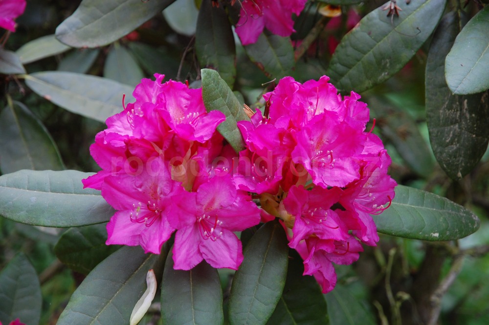 Rododendron Erna
