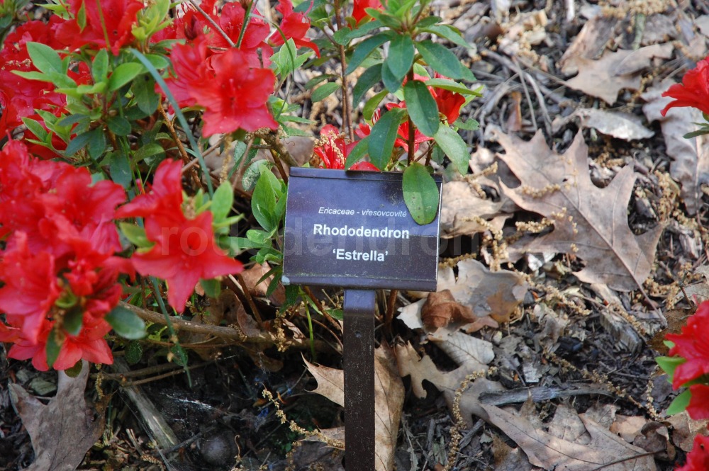 Rododendron Estrella