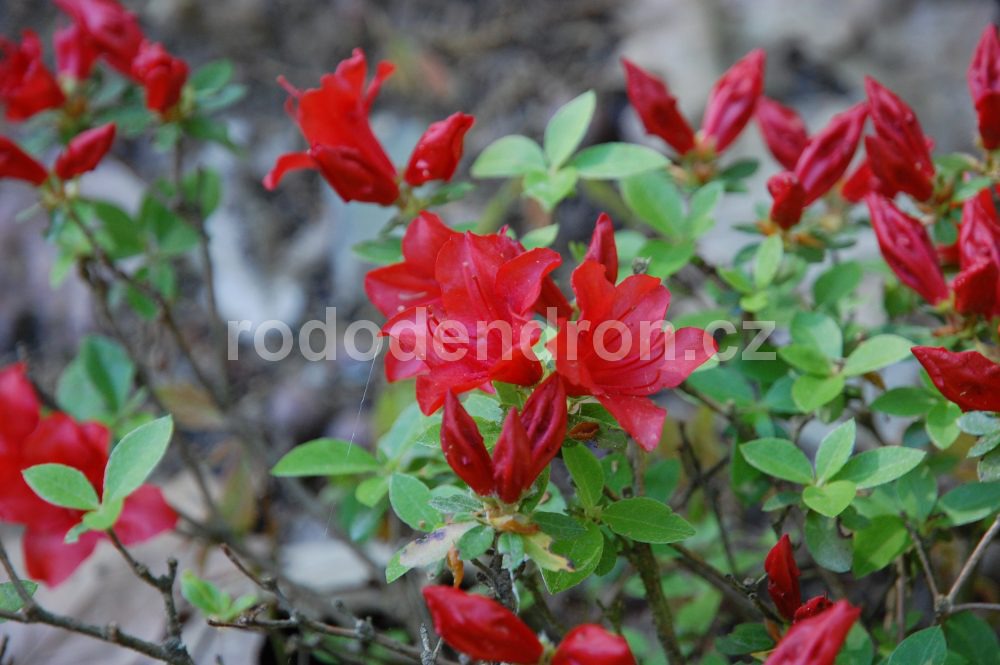 Rododendron Estrella