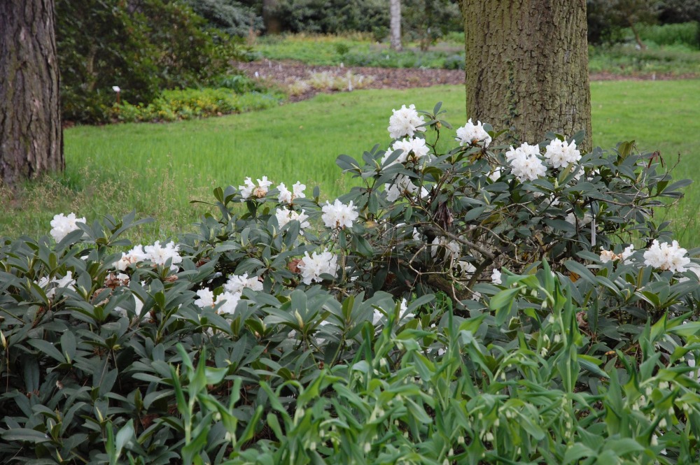 Rododendron Euterpe