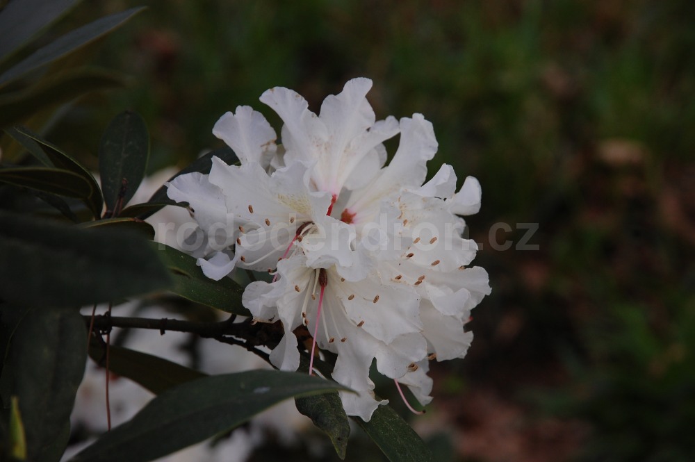 Rododendron Euterpe