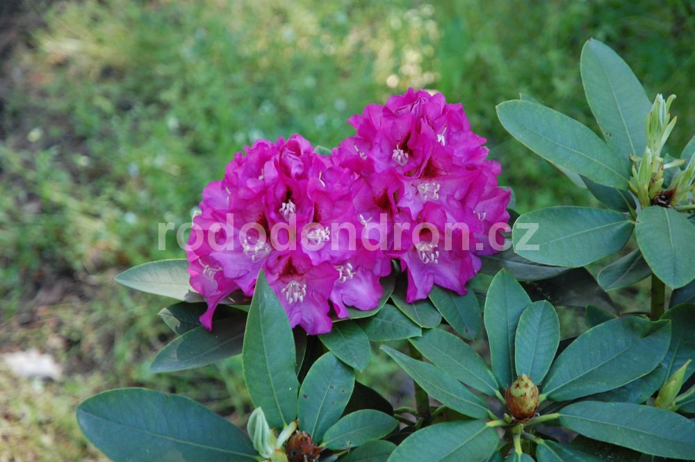 Rododendron Eva