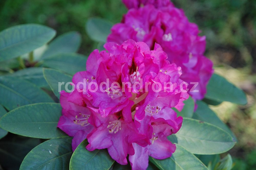 Rododendron Eva