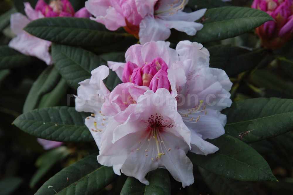 Rododendron Everestianum