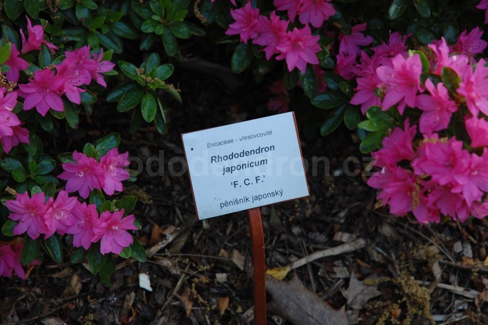 Rododendron F.C.f