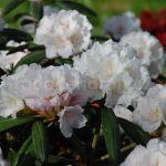 Rododendron Failig Snow