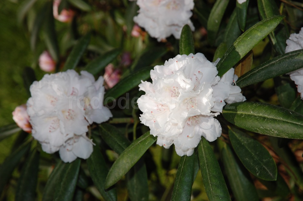 Rododendron Failig Snow