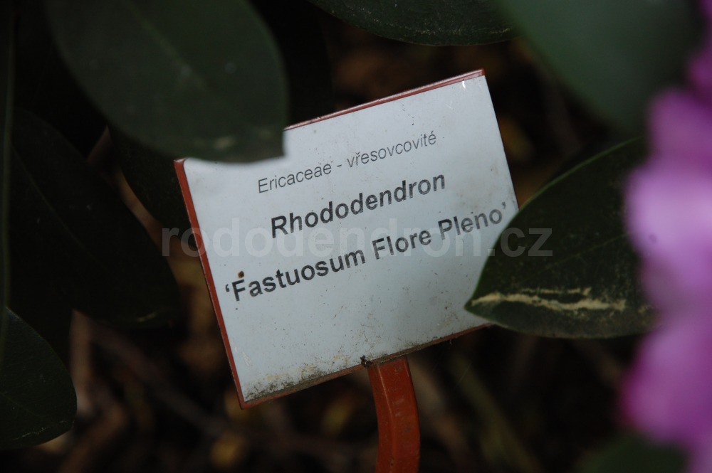 Rododendron Fastuosum