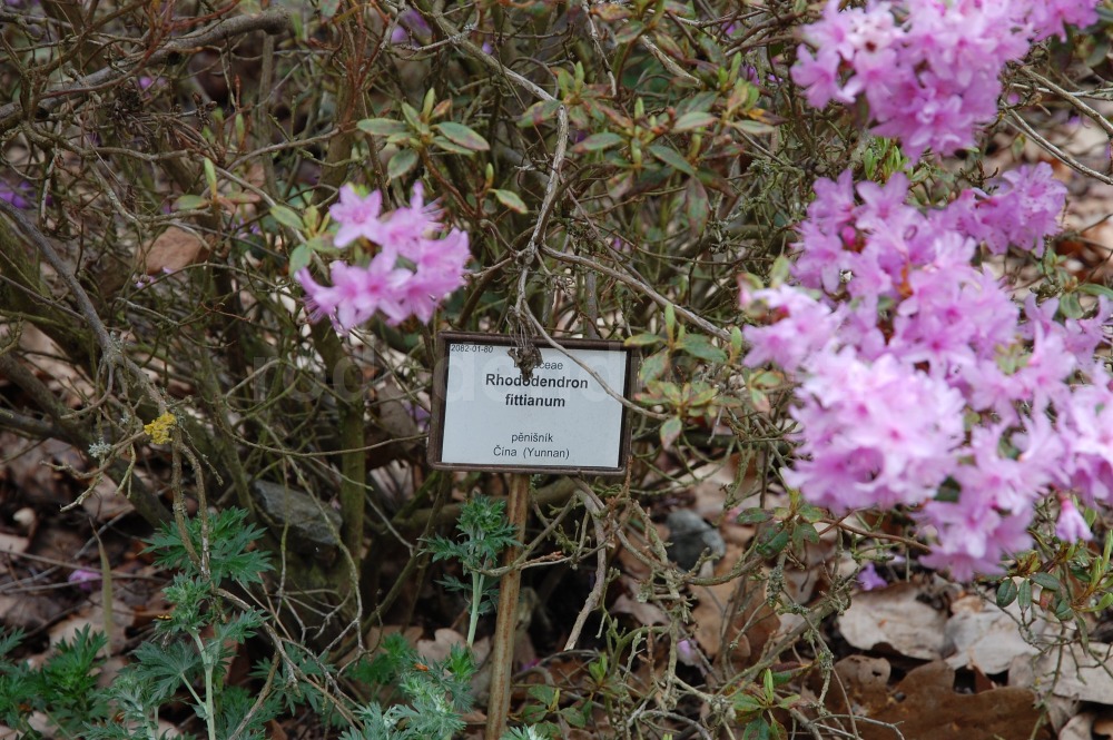 Rododendron Fittianum