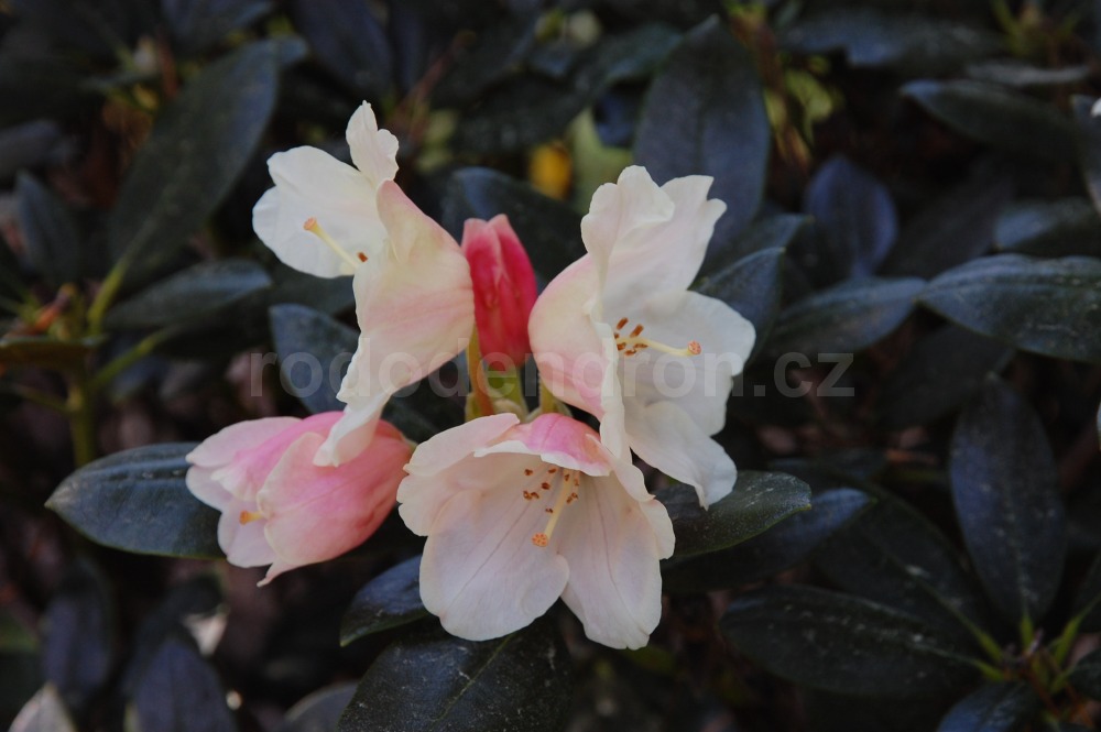 Rododendron Flava