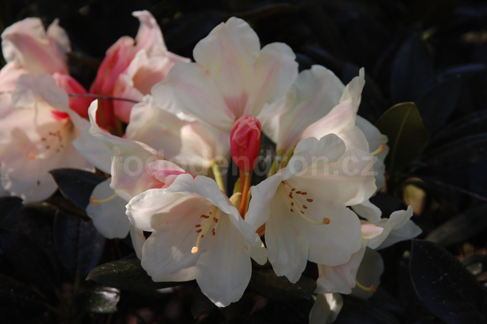 Rododendron Flava
