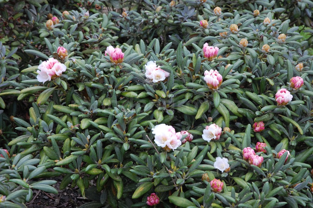 Rododendron Formosana