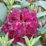 Rododendron Frank Galsworthy