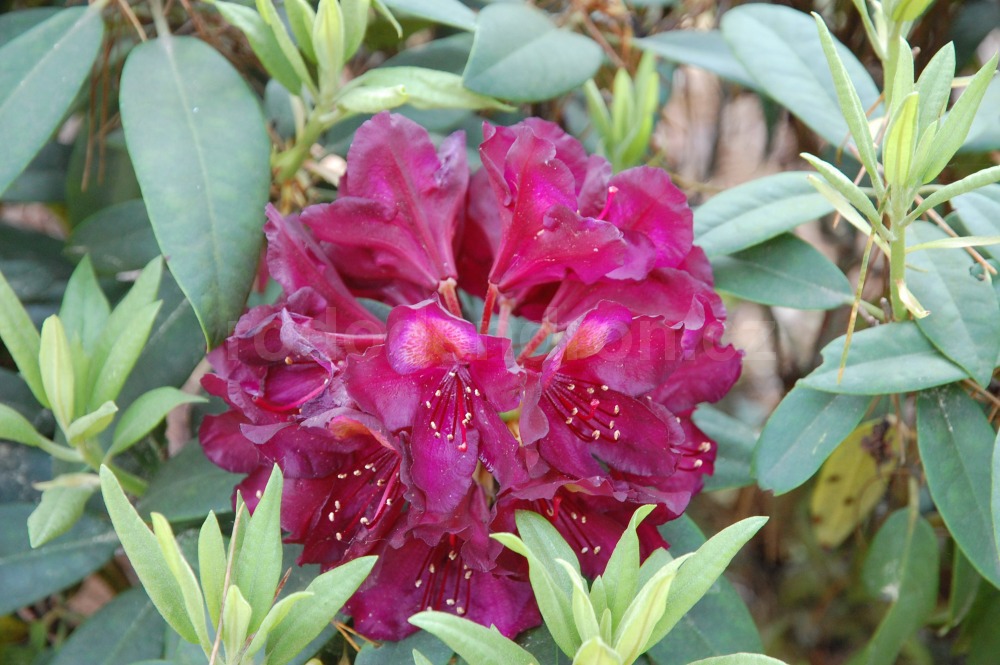 Rododendron Frank Galsworthy