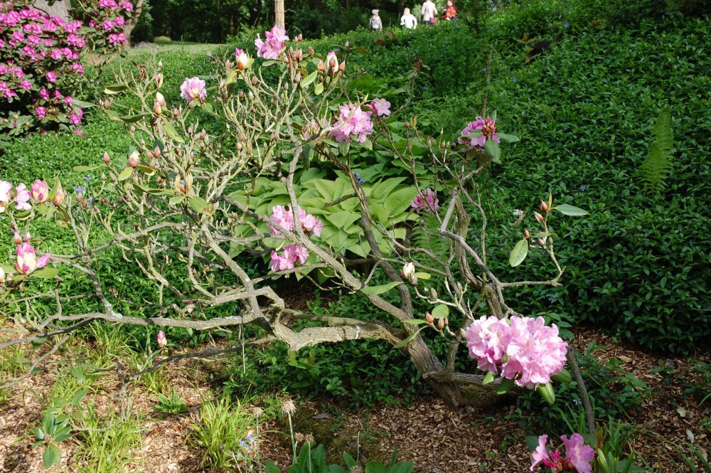 Rododendron Frau Martha Lenschke