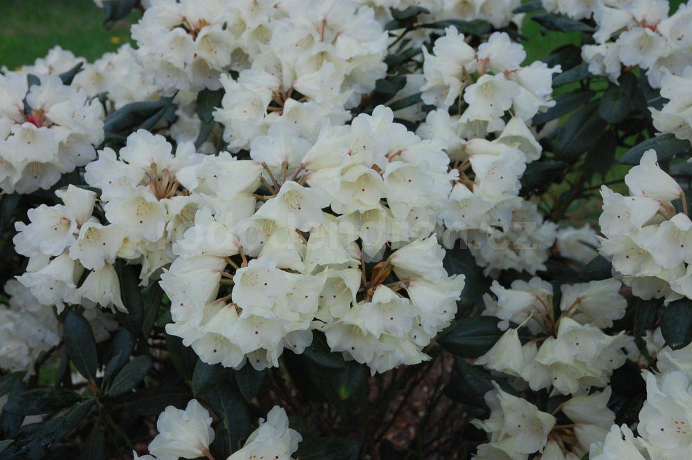 Rododendron Fruhlings Gold
