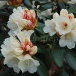 Rododendron Fruhlings Gold