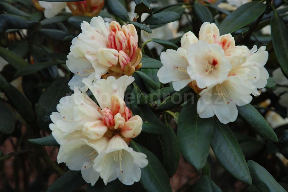 Rododendron fruhlings gold 5137