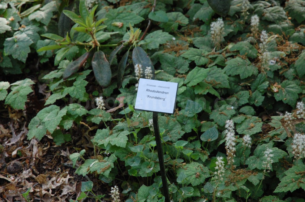 Rododendron Frunsberg