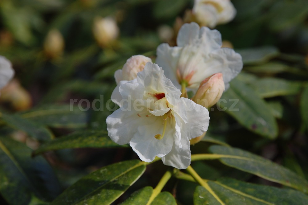 Rododendron Fullhorn