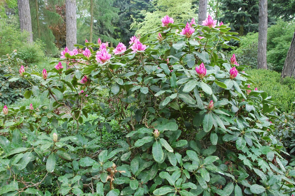 Rododendron Furnivallas Daughter