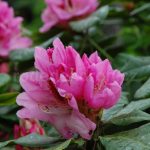 Rododendron Furnivallas Daughter