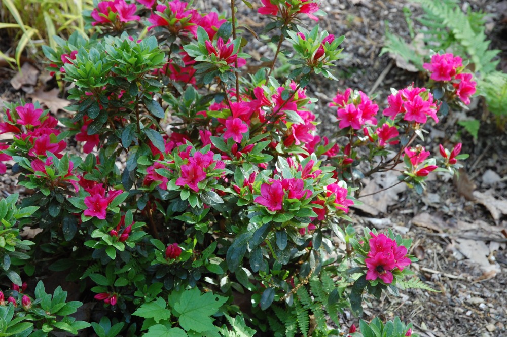 Rododendron Geisha