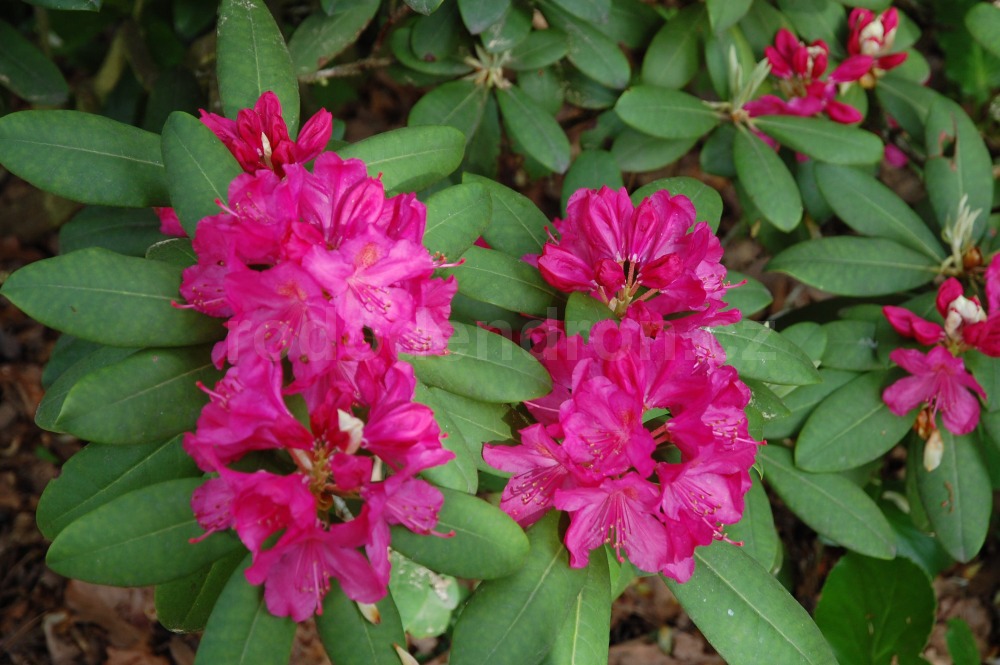 Rododendron Gesche