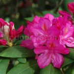 Rododendron Gesche