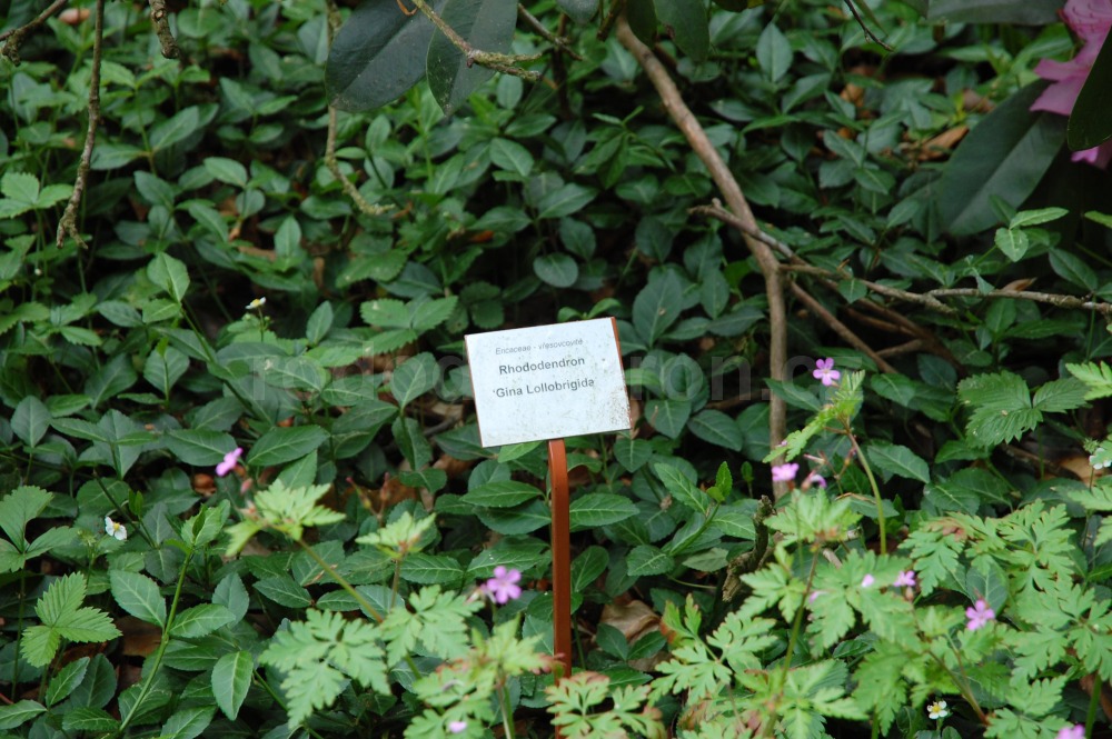 Rododendron Gina Lollobrigida