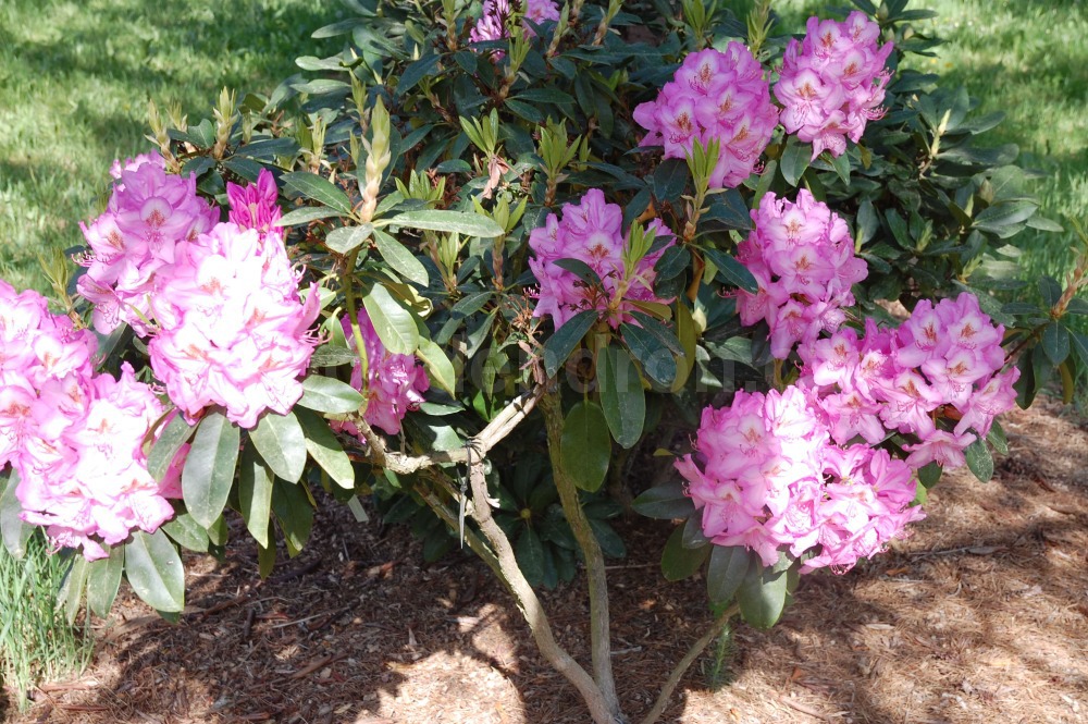 Rododendron Gina Lollobrigida