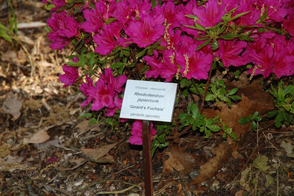 Rododendron Girards Fuchsia